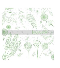 叶子 树叶 花叶 春天 热带