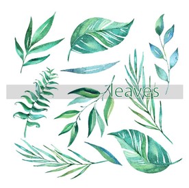 叶子 树叶 花叶 春天 热带