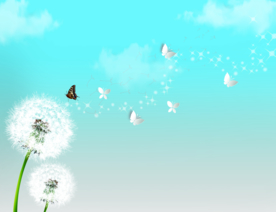蒲公英