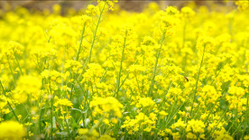 风中摇曳的油菜花