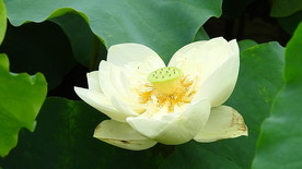 白色莲花实拍视频