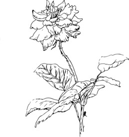 高清矢量速写盛开的花素材