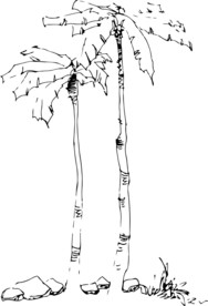 椰树矢量图高清硅藻泥刻图