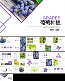 葡萄种植业红葡萄酒ppt模板