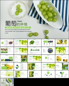葡萄采摘葡萄园种植产业ppt