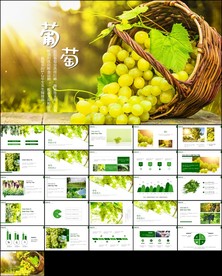 葡萄采摘葡萄园种植产业ppt