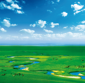 草原 大草原 牛群