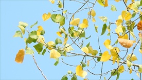 银杏叶吹动实拍视频