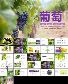 葡萄采摘葡萄园种植产业PPT