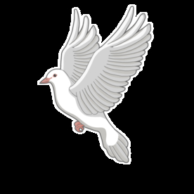 鸽子飞翔动图