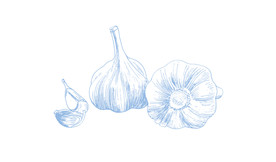 手绘大蒜矢量图