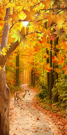 枫树林小路梅花鹿玄关背景