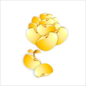 金色豆子