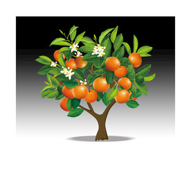 橘子树