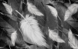 高档羽毛装饰画 TIF分层