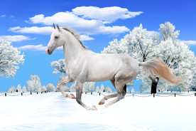 雪地下奔跑的白马