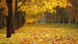 秋天落叶黄叶步道