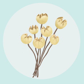 黄金球植物手绘