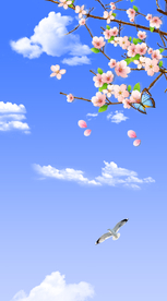 樱花蓝天白云