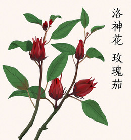 手绘洛神花玫瑰茄