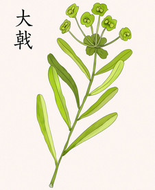 手绘草药大戟
