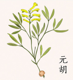 草药元胡延胡索