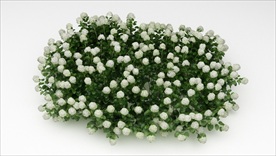 白色绣球乔木花