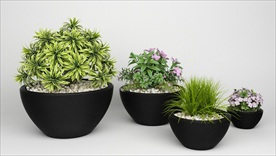 四盆装饰观赏花卉