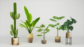 一套装饰观赏植物