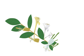 矢量图，中国中草药植物药材金银