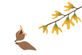 矢量图，中国中草药植物药材连翘