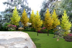 绿化景观设计效果图