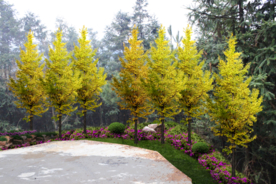 绿化改造设计效果图