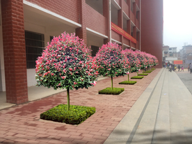 校园景观绿化设计效果图