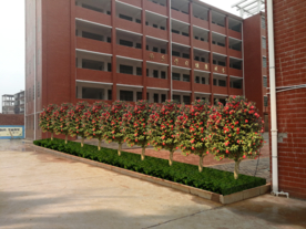 校园绿化景观设计效果图