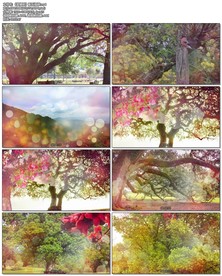 朗诵《致橡树》配乐视频.