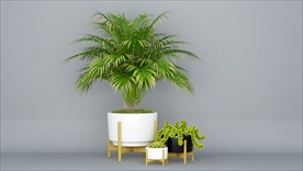 白陶瓷花盆植物