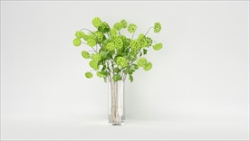 美丽的绿色荚莲花