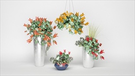 一组绿色观赏性花卉植物