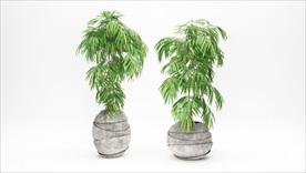 两棵绿色观赏植物