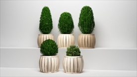 绿色球形植物室外盆栽