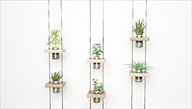 一组绿色植物吊架