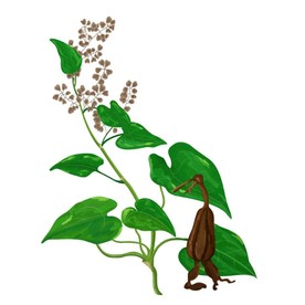 手绘何首乌PSD分层