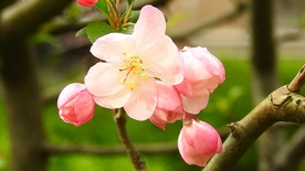 春天海棠花实拍视频