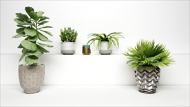 现代观赏性绿色植物集合