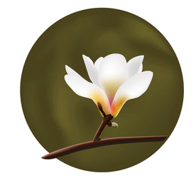玉兰 花 矢量
