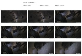 金丝燕产燕窝高档燕窝 原料