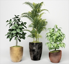 三盆观赏性绿色植物