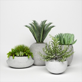 四盆绿色观赏性植物