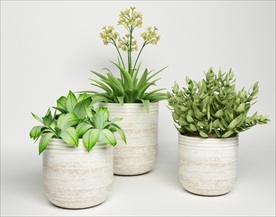 一套观赏性绿色植物集